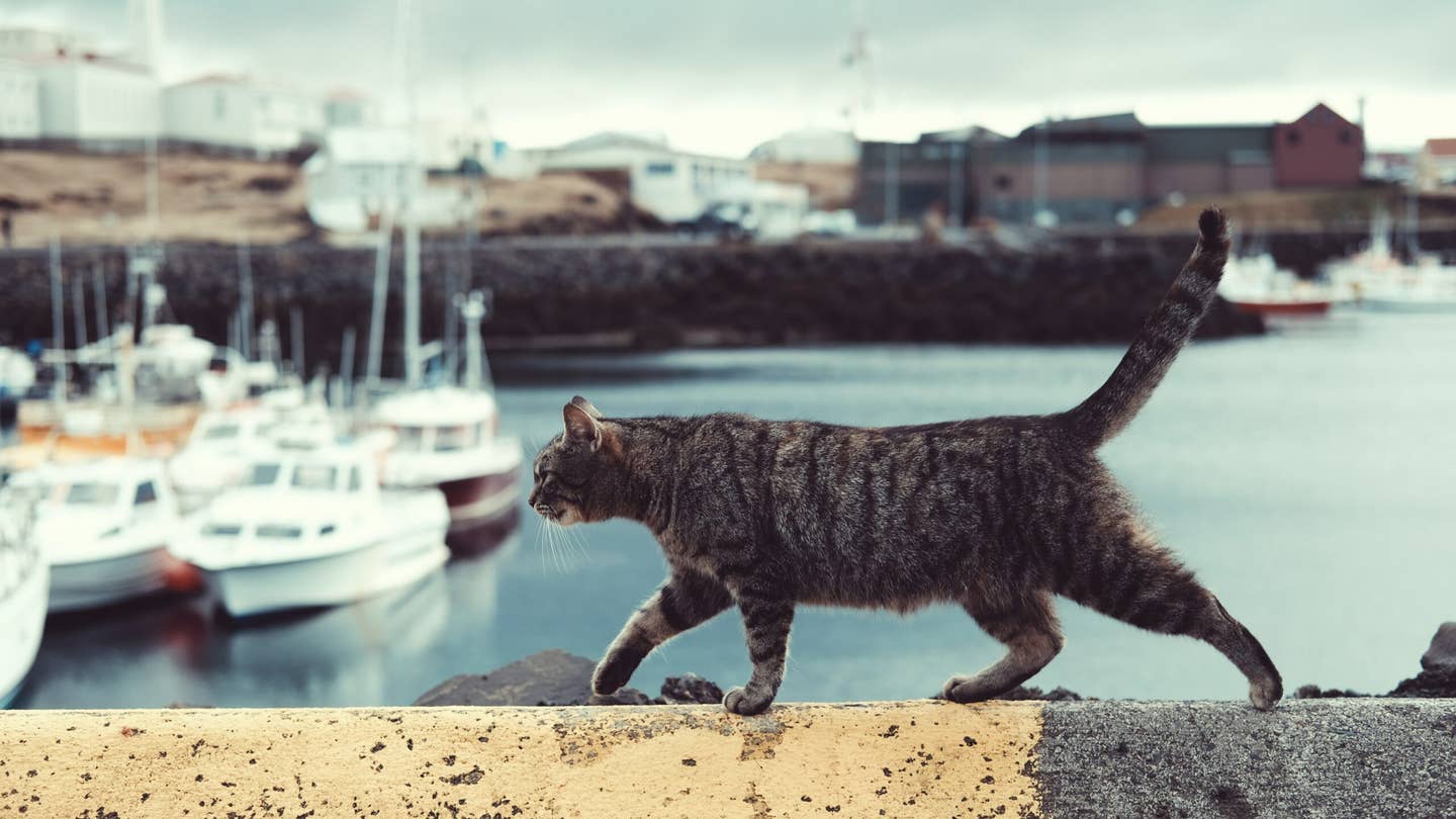 cat on a navy ship