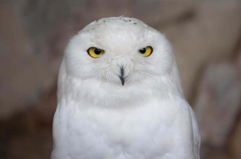 Snow Owl/Canva