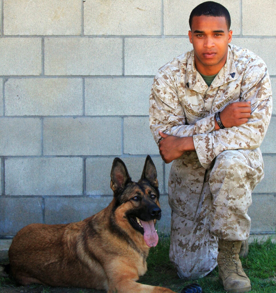 5 military working dogs who saved the day, time and again