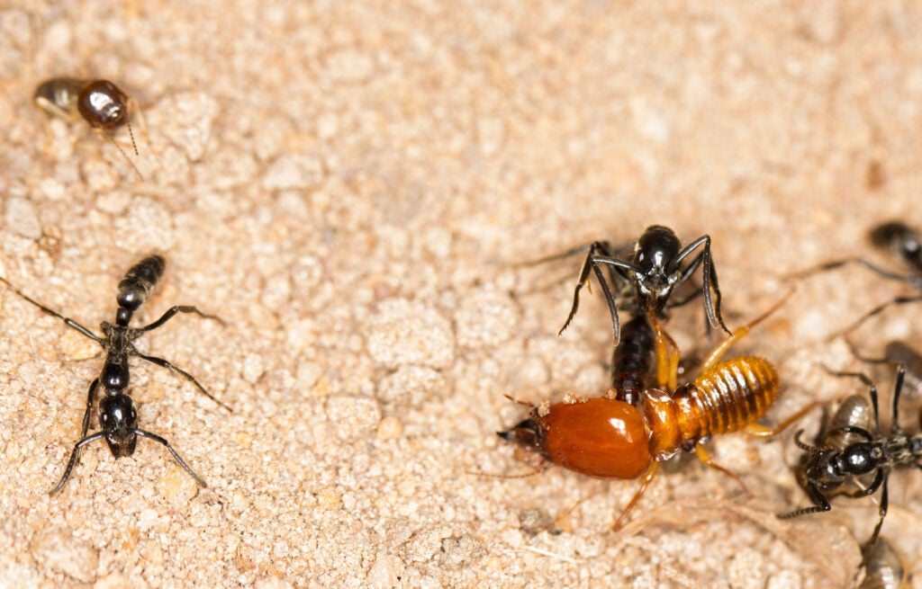 Why ants and termites declare war on each other on sight