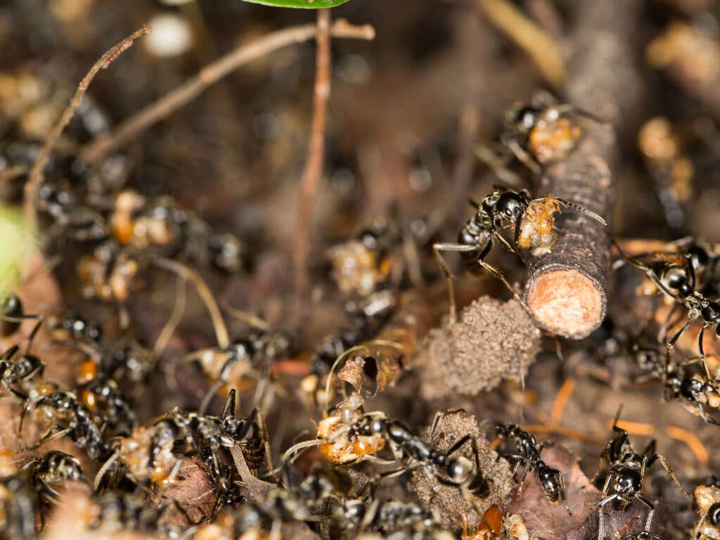 Ants enjoying the spoils of war (Wikimedia Commons)