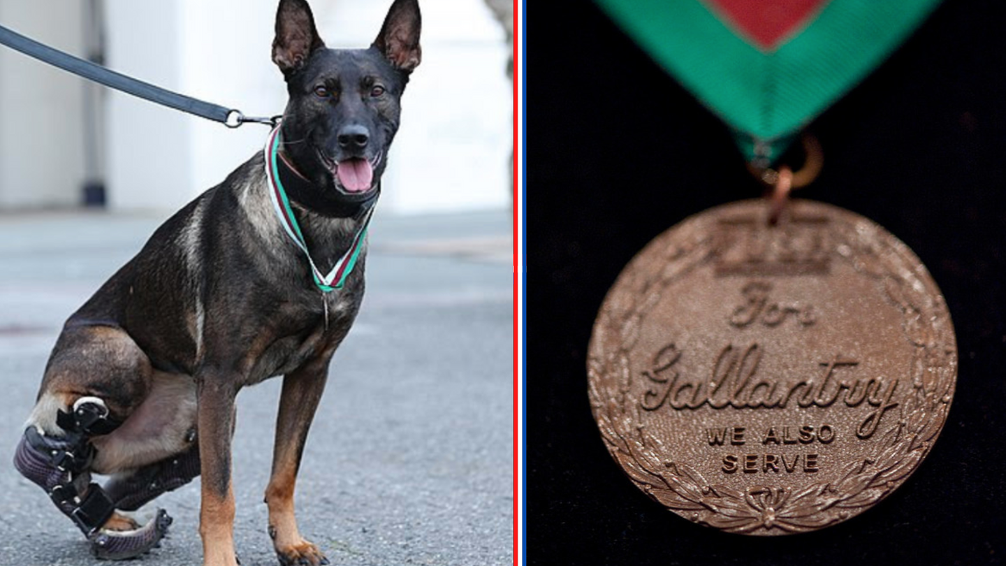 2020 awardee, Kuno, who lost his leg in a 2019 enemy attack; Dickin Medal. Wikimedia Commons. 