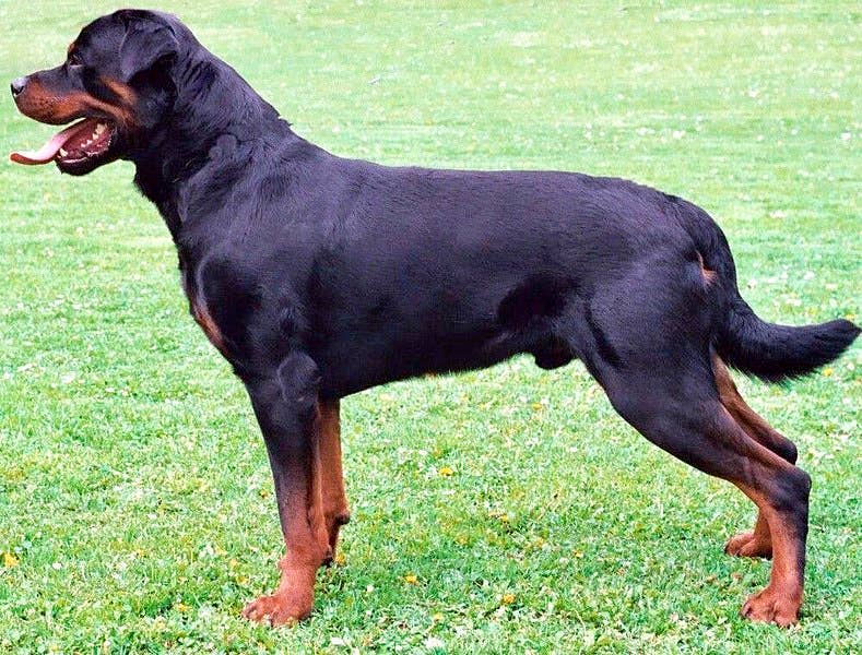 rottweiler's can be military working dogs