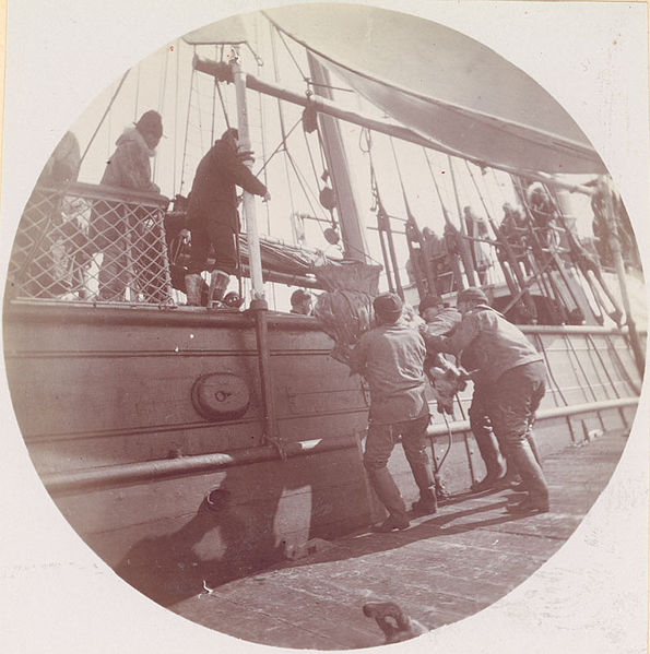Men loading reindeer onto the U.S.S. Bear, c. 1896. (Wikipedia)