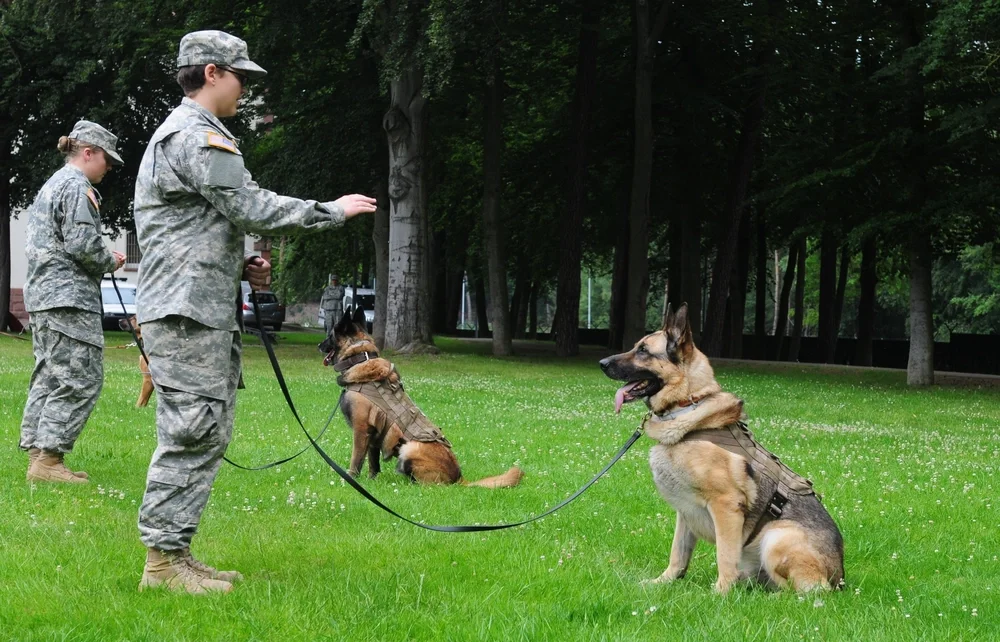 german shepherd military dogs