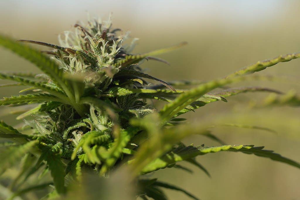 Close-up of flowering cannabis plant. (Public domain)
