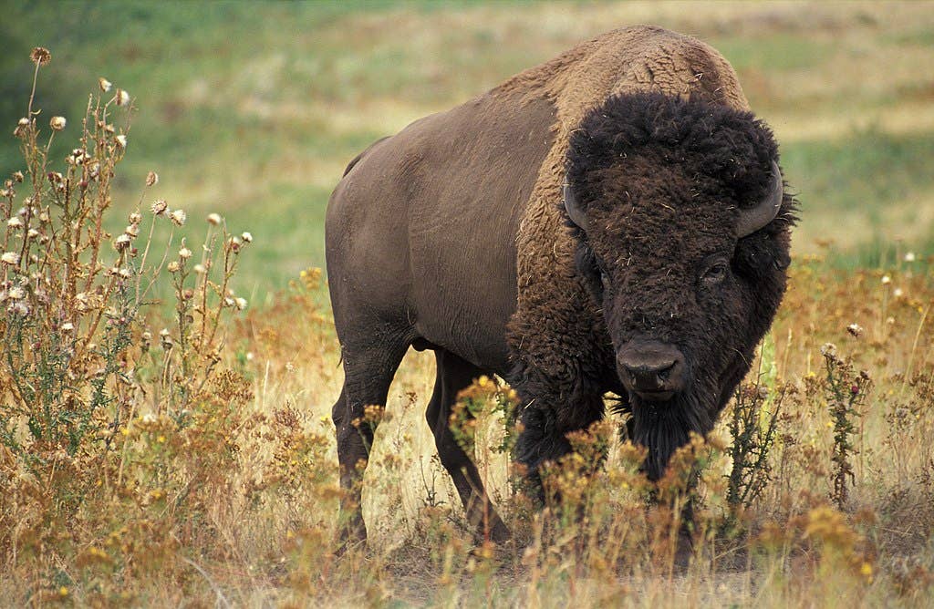 American Bison. (Wikimedia Commons)