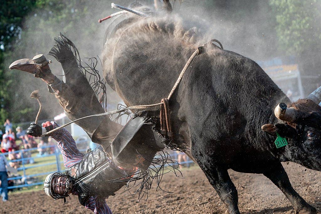 A rider in full gear being thrown from his bull. (Public domain)