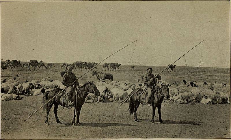 Mongols grazing livestock, by Roy Chapman Andrews photographs in 1921. (Wikimedia Commons)