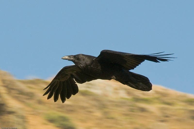 A raven in flight. (Wikipedia)