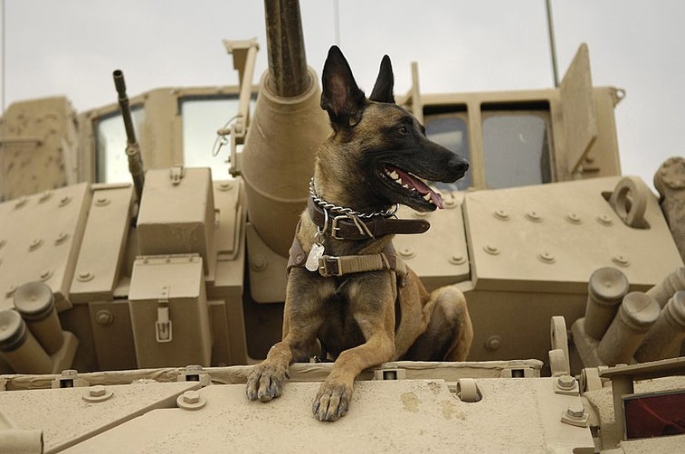 10 military dogs who made history