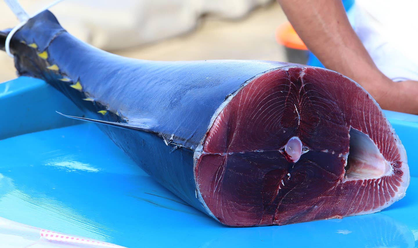 Atlantic bluefin tuna. (Public domain)