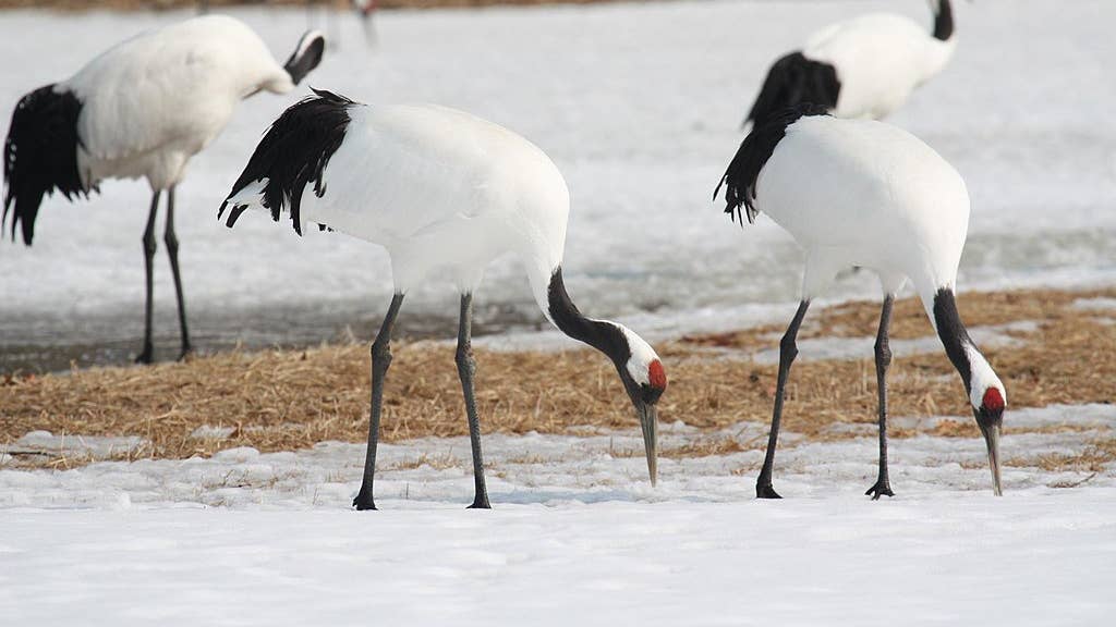 Red-crowned "Manchurian" crane.