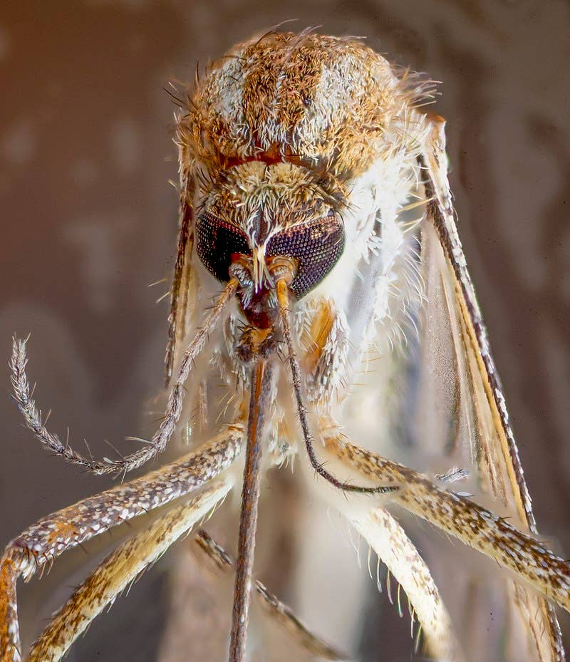 Mosquito (Public domain)