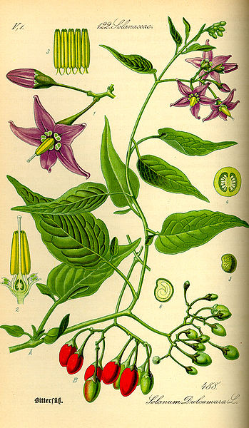 bittersweet nightshade is one of the most toxic plants