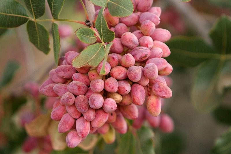 Pistachio fruit, <a href="https://en.wikipedia.org/wiki/Torbat-e_Heydarieh">Torbat-e Heydarieh</a>, <a href="https://en.wikipedia.org/wiki/Razavi_Khorasan_Province">Razavi Khorasan</a>, Iran.