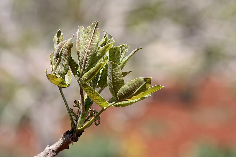 Leaves of pistachio (Pistacia vera L.), cultivated in Syria
