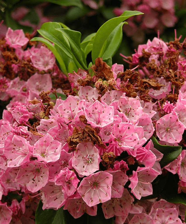 mountain laurel is one of the most toxic plants