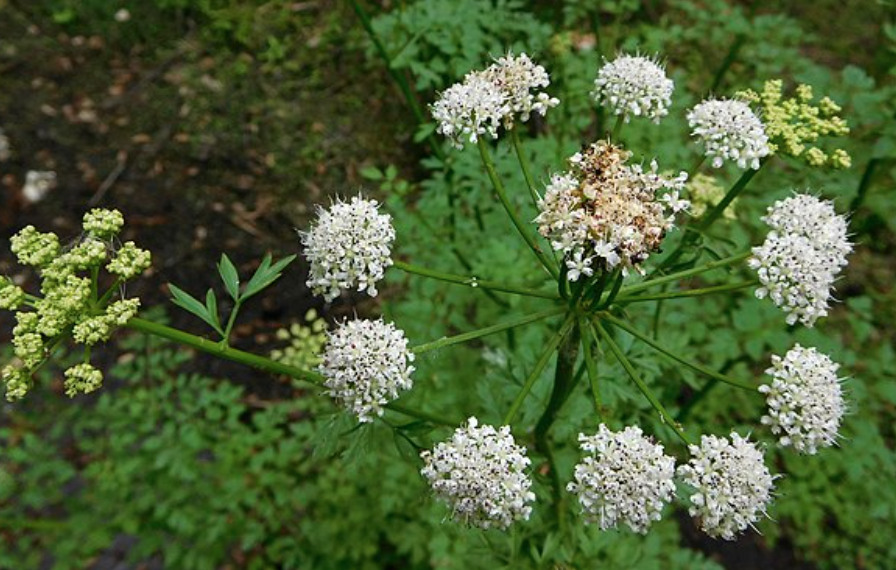 water hemlock is one of the most toxic plants