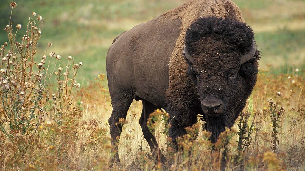 The US Army’s plan to win the Plains Wars was to kill every American Bison