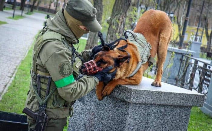 <em>Max is getting plenty of love and attention from the Ukrainian Guardsmen (National Guard of Ukraine)</em>