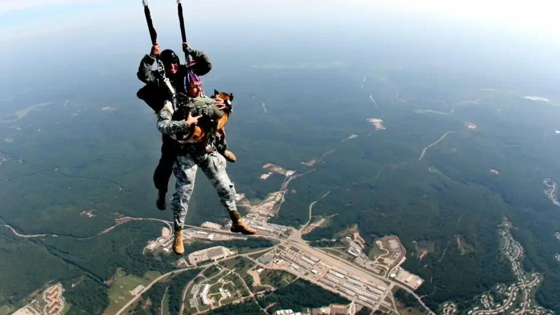 military animal paratroopers