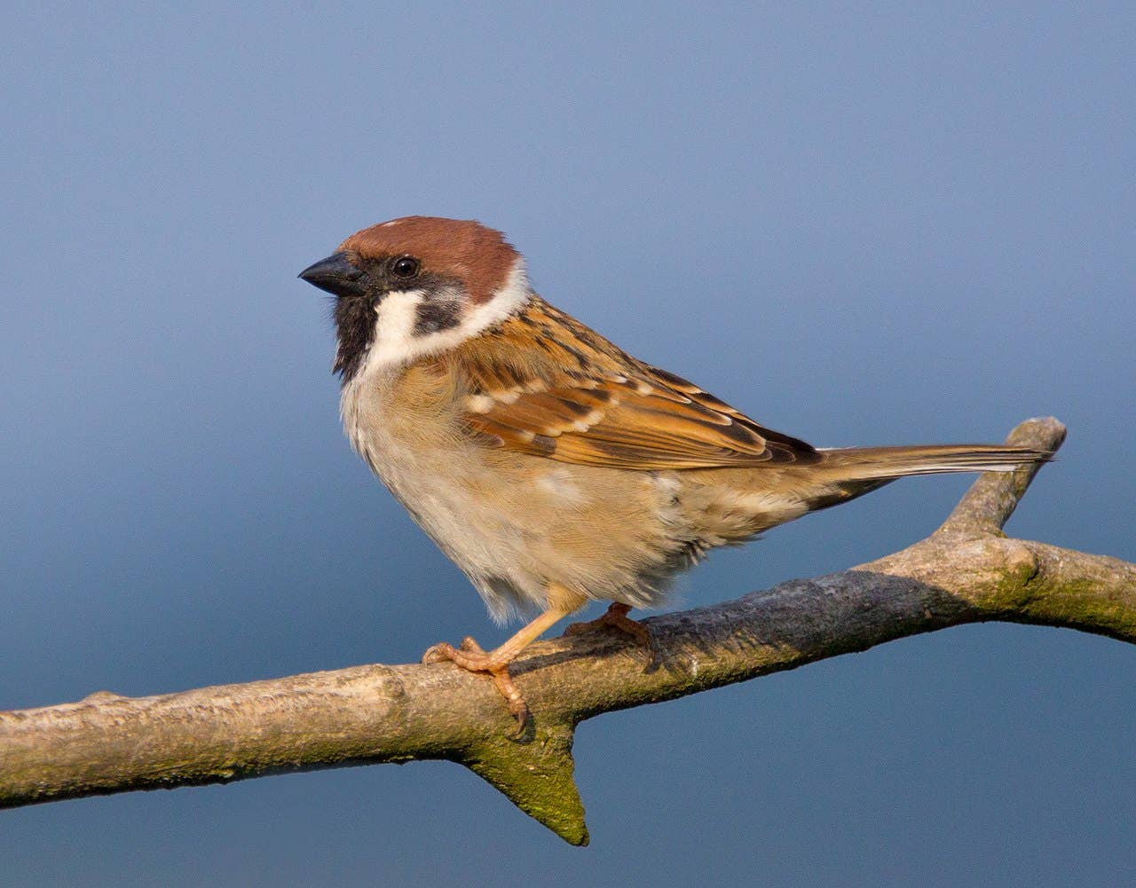 The Eurasian tree sparrow was the most notable target of the campaign. (Public domain)