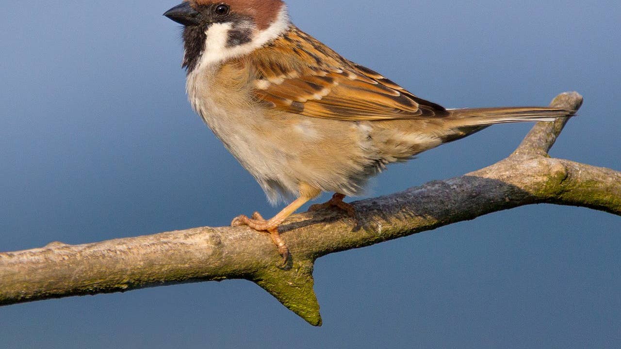 The Eurasian tree sparrow was the most notable target of the campaign. (Public domain)