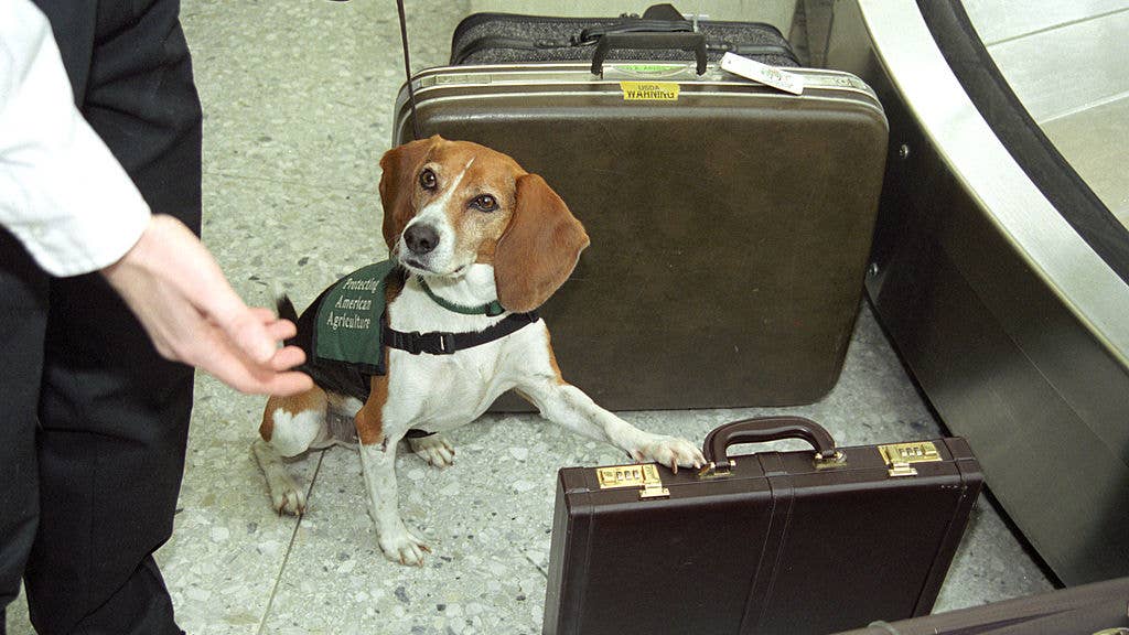 The APHIS Beagle Brigade does an interception at Dulles. (U.S. Department of Agriculture)