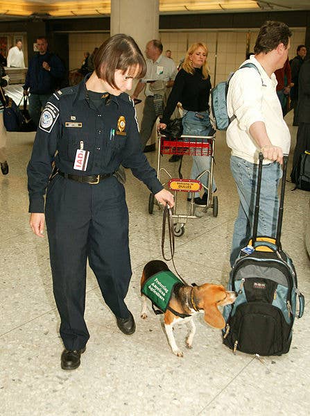 A member of the Beagle Brigade checks passengers for illegal food products. (James Tourtellotte, U.S. Customs and Border Protection)