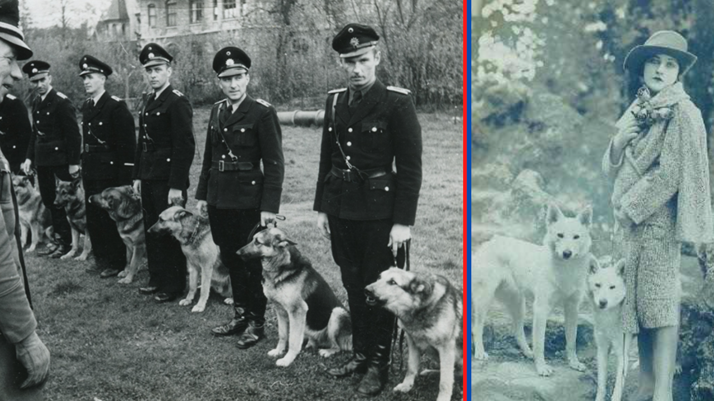 How Hitler and the Nazis almost killed off White German Shepherd Dogs