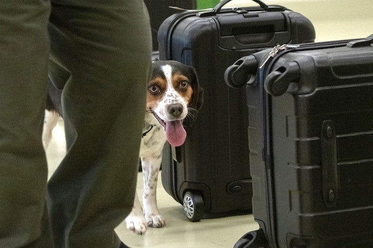The USDA’s ‘Beagle Brigade’ is America’s first line of defense against agricultural warfare