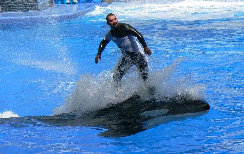 Trainer "surfing" on top of Katina, a killer whale at SeaWorld Orlando.