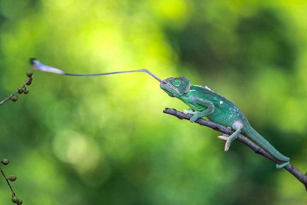 A chameleon start to catch its prey by extending his tounge. (Wikipedia)