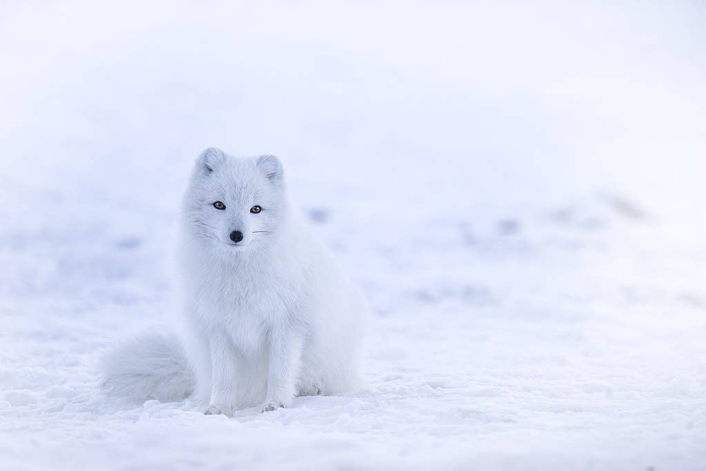 Arctic fox (Vulpes lagopus) in winter pelage on the snow, Iceland. (Jonathen Pie via Unsplash)