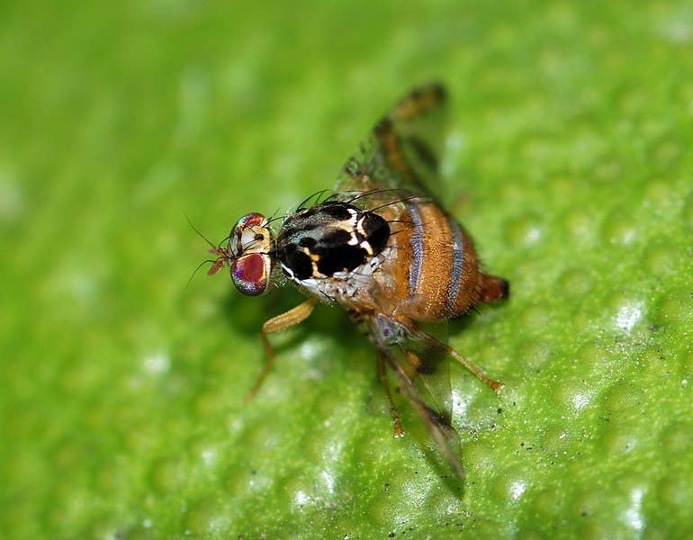 A close-up of the Medeterian fruit fly. Image via Wikimedia Commons.