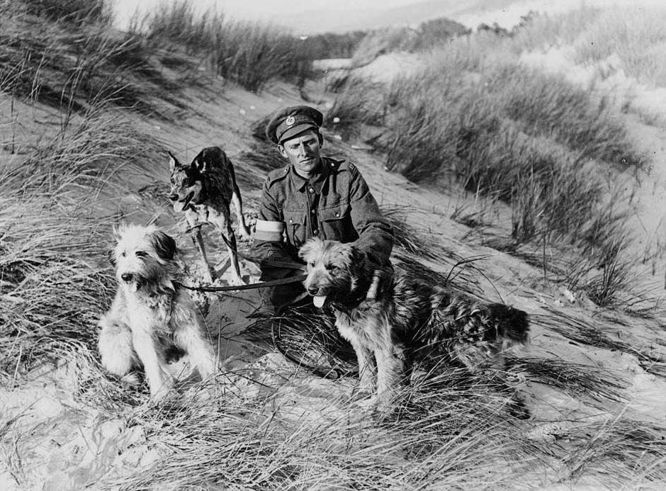 wwi military dogs