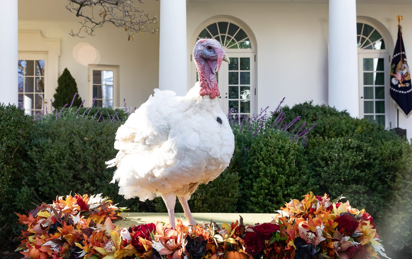 Here is why the president pardons turkeys every year