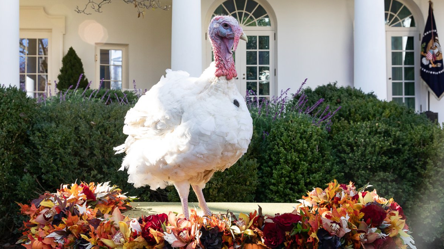 Here is why the president pardons turkeys every year