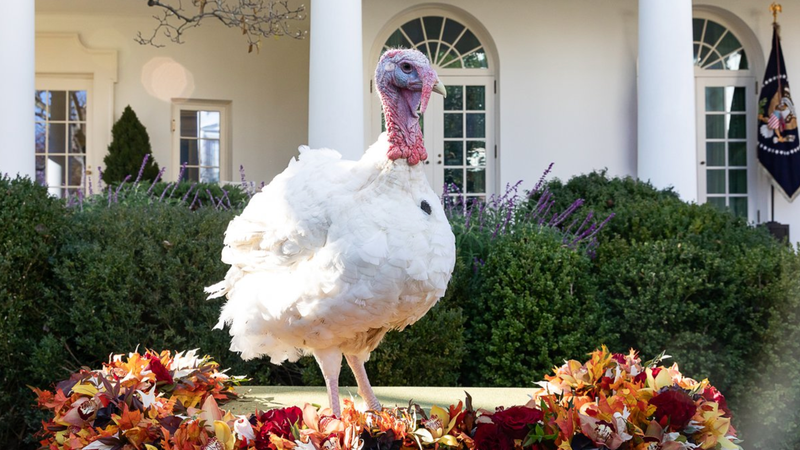 Why does the president pardon turkeys every year?