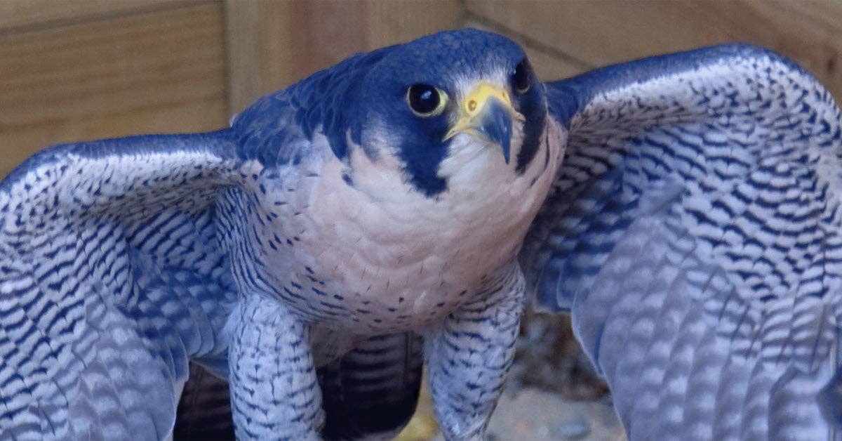 marine blue falcon
