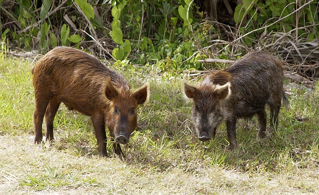 wild pigs invading canada