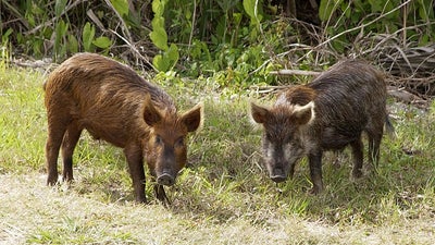 Wild pigs are invading Canada and could be in the US soon