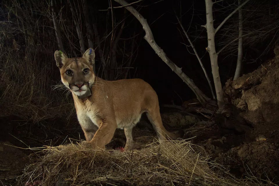 do 9mm handguns protect from mountain lions?