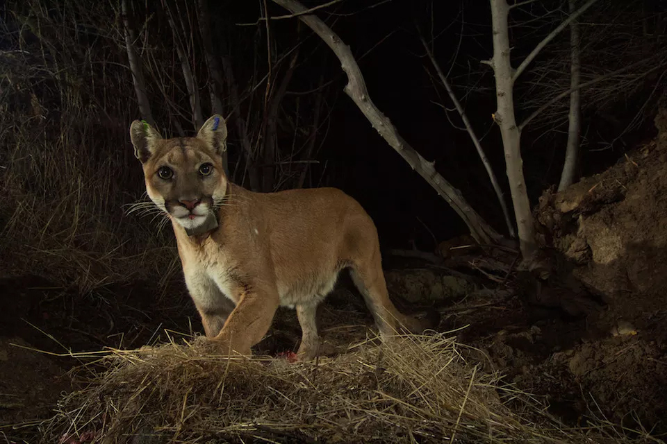 do 9mm handguns protect from mountain lions?