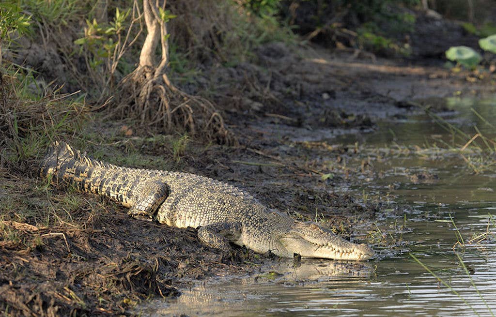 ramree island crocodile