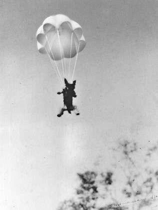 yorkie therapy dog parachute