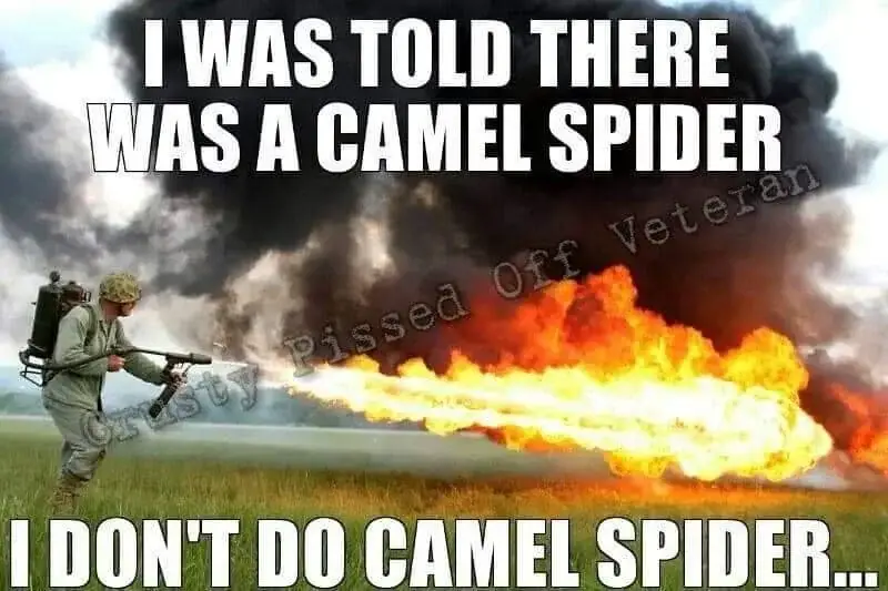 camel spider military memes