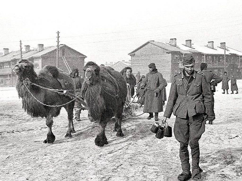 red army camels