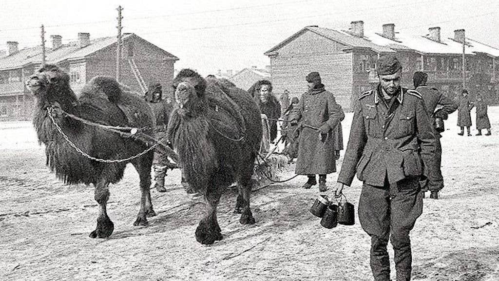 red army camels
